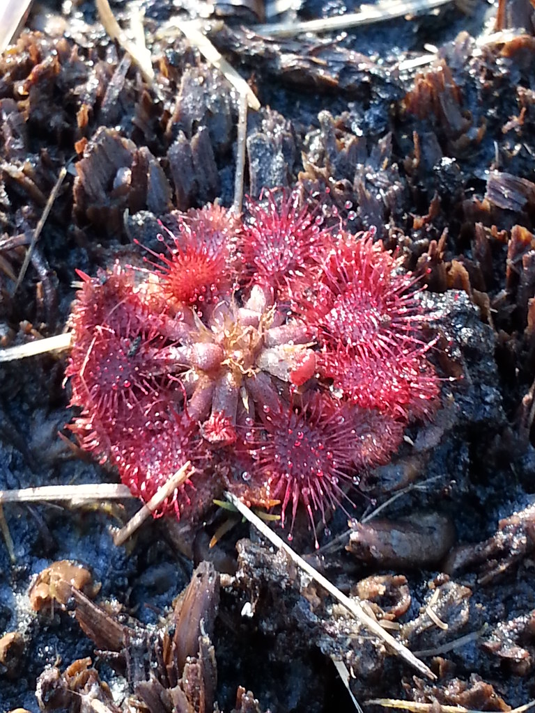 Moss or Fungi Photographer April Edmonds April Edmonds Flickr