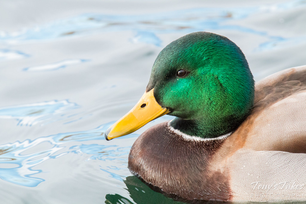 Wood Duck drake enjoys a morning on the lake Tony's Takes Photography