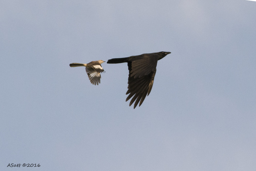 resHI 1030 mockingbird chasing fish crow Ann Satterfield Flickr