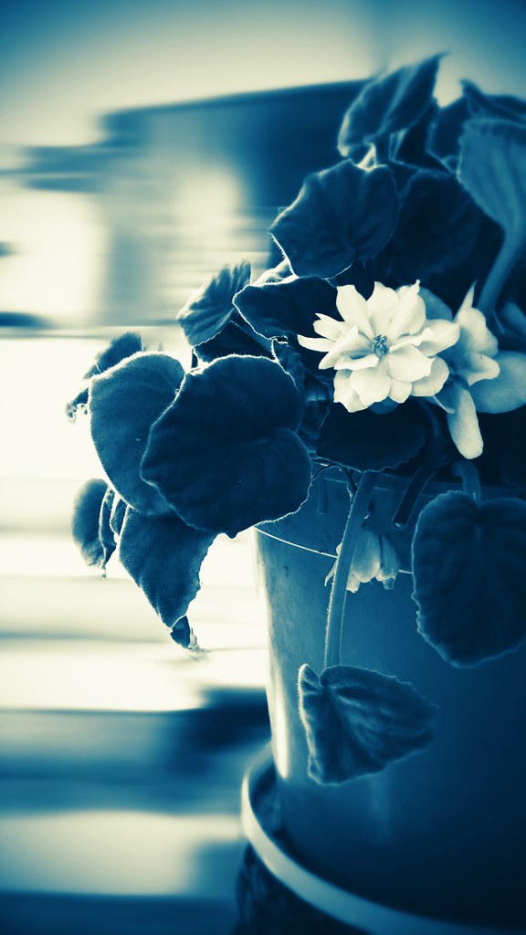 Violetas Dulce Quiroz Flickr