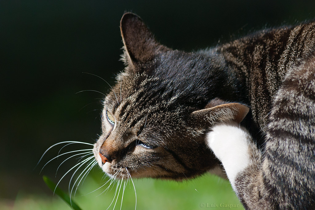 Itchy Ear A Cat in the Park scratching its ear ) Cheers e… Flickr