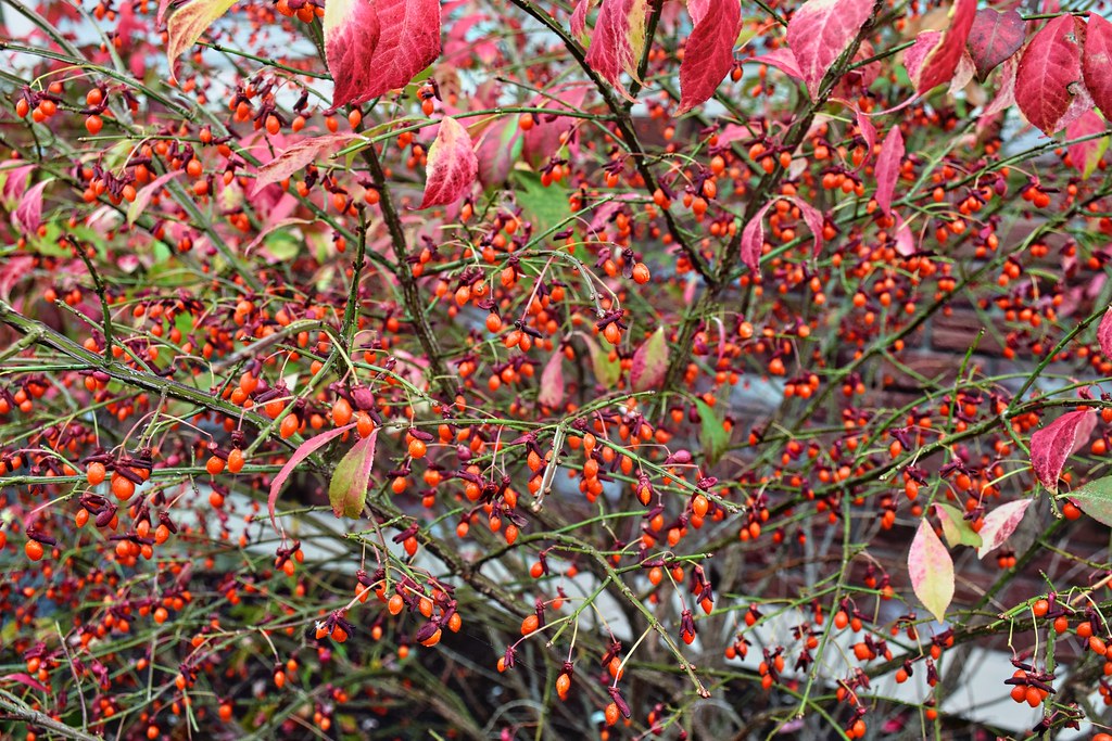 DSC 0226 red berry bush foliage "New England" "Toy Town hansntareen