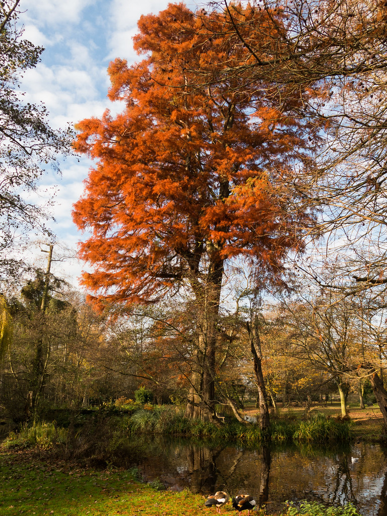Waterhouse Woodland Garden sczscz Flickr
