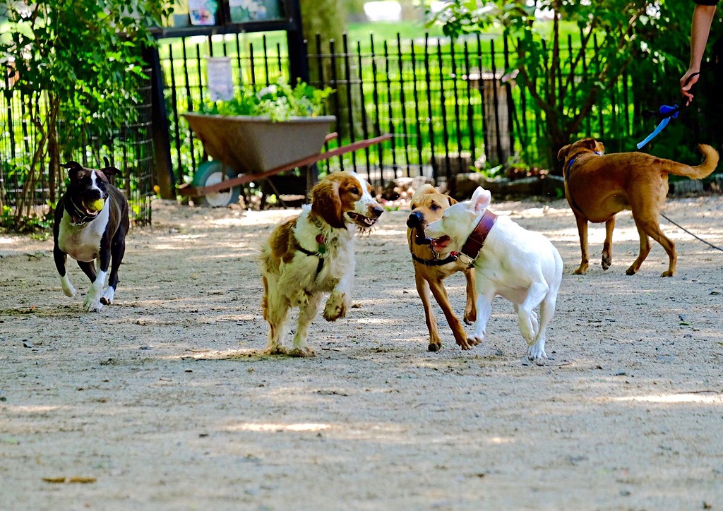 Dogs in Riverside Park Susan Jane Golding Flickr