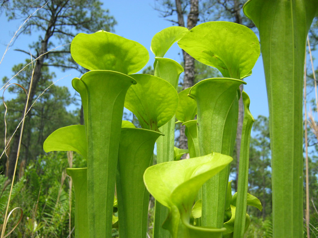 Grow Carnivorous Plants in a DIY MiniBog Brooklyn Botanic Garden