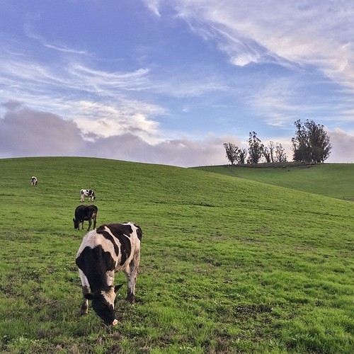 Pastures Along Pepper Rd pepper road petaluma pastu… Flickr