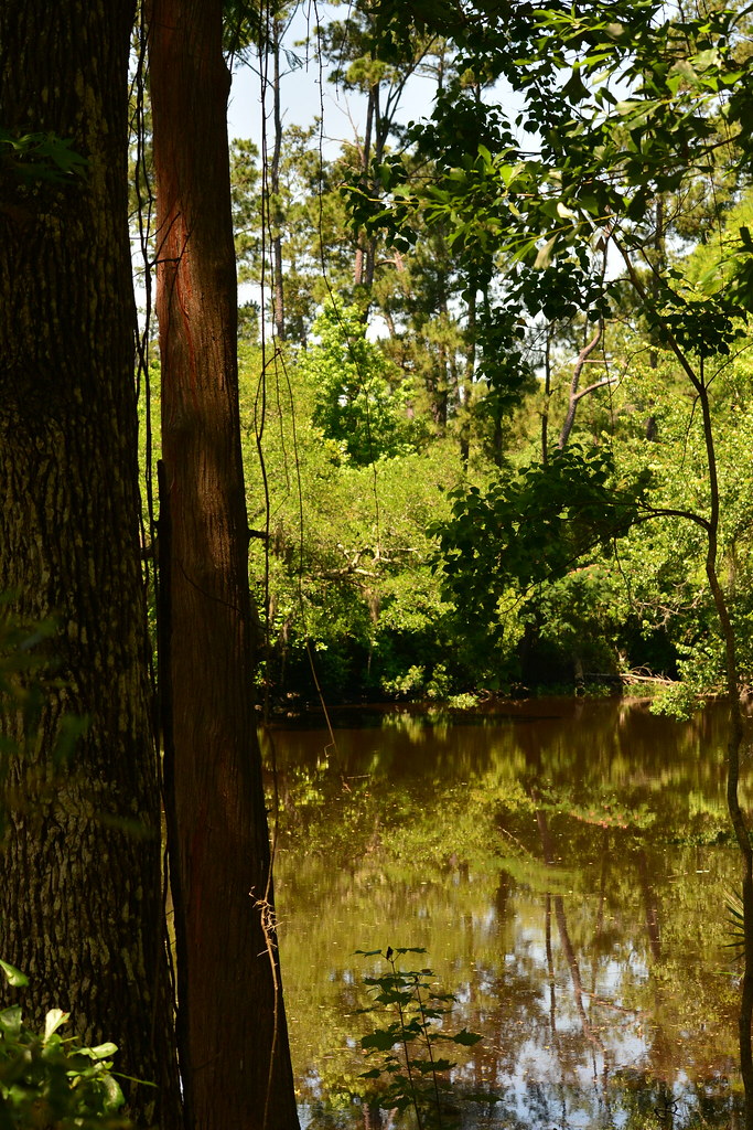 Bayou Liberty Bayous include the slowflowing streams and … Flickr