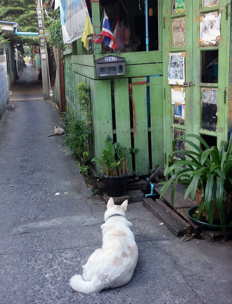 one dog, two cats the foreign photographer ฝรั่งถ่ Flickr