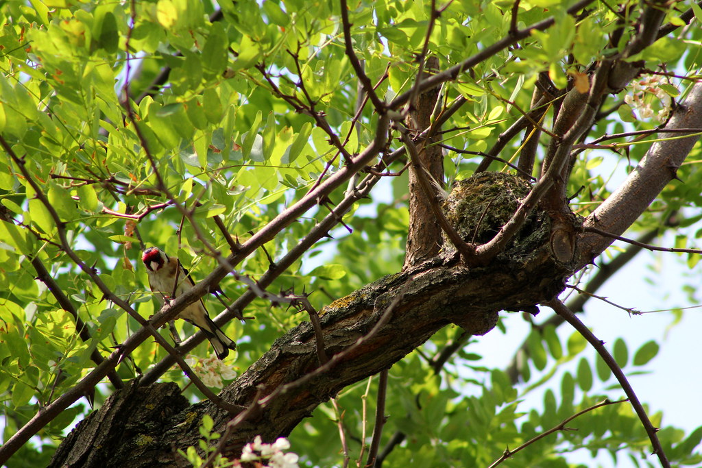 Stieglitz und Nest , NGIDn570589678 naturgucker.de /
