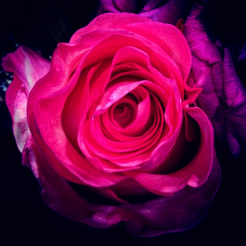 Not All Roses Are Red...... Hashim A Flickr