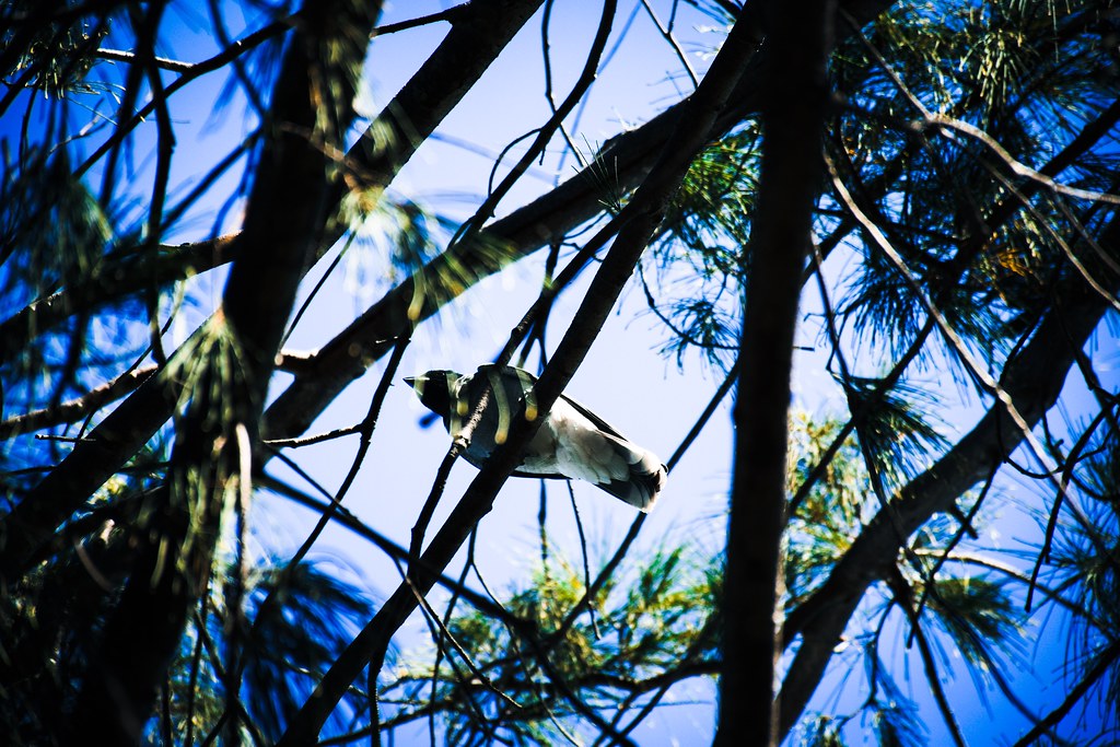 bird / Gold Coast / Australia Gold Coast / Queensland (QLD… Flickr