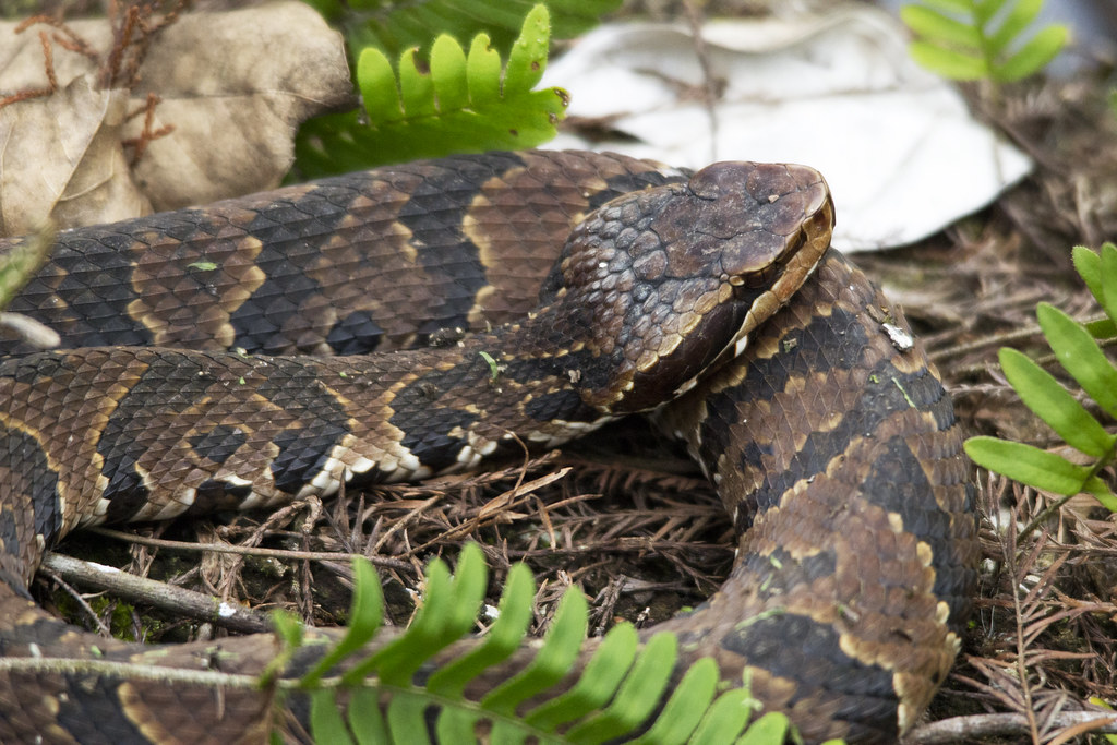 Cottonmouth Corkscrew Swamp Sanctuary Dennis Church Flickr