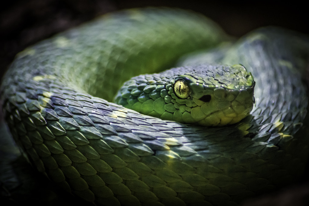 SideStriped Palm Pit Viper At the San Diego Zoo's Reptile… Flickr