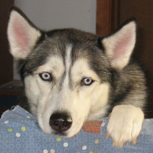 Cause of Brittle Nails in dog Brittle Nails іn Dog Photo b… Flickr