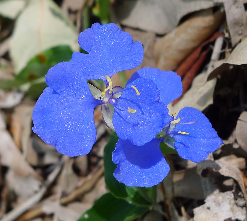 Commelina cyanea?. Scurvyweed Redcliffe Botanical Garden. … Flickr