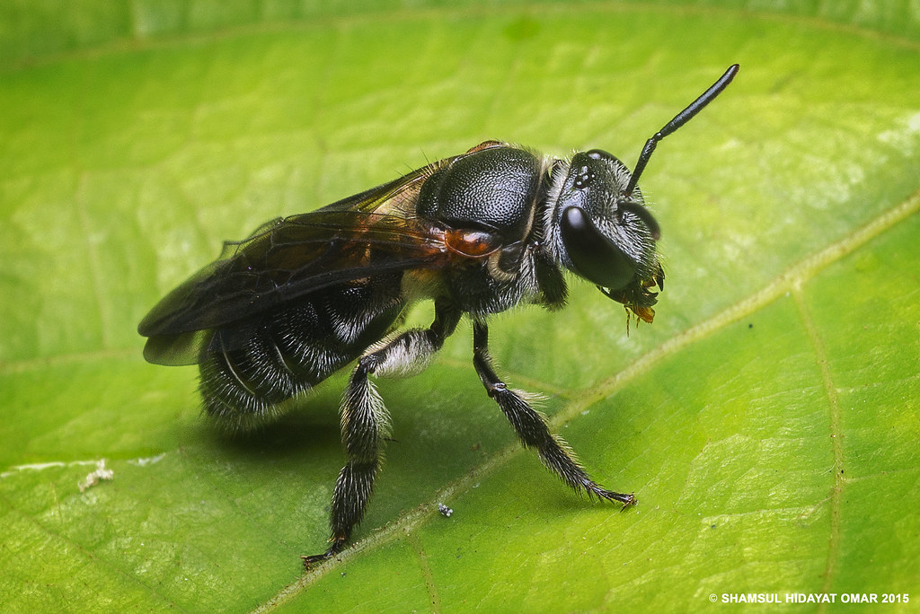Stingless Bee Species In Malaysia Bilut valley bee farm, bilut