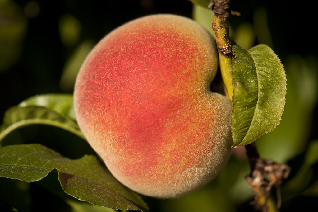 Peach on the tree GM Farms peaches, Sauvie Island, Portlan… Flickr
