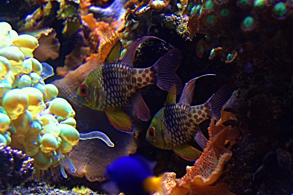 Toronto Ontario Canada Aquarium at the Royal Ontario M… Flickr