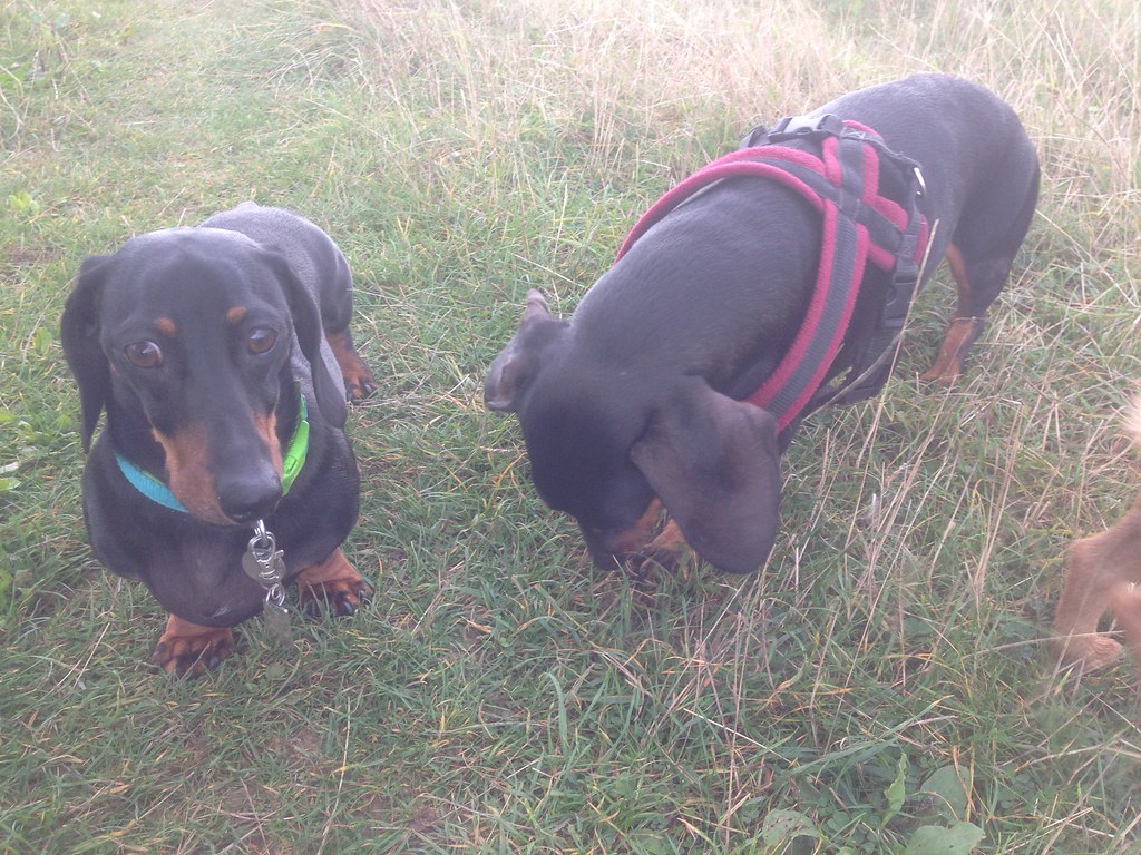 Sid & Fernando the sausages Dog walker Brighton, Top Dog… Flickr