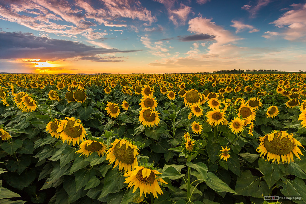 on this beautiful summer afternoon... sunset at Allora, Qu… Flickr