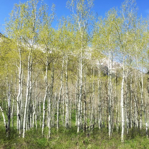 One of the largest (and oldest) living organisms on earth … Flickr