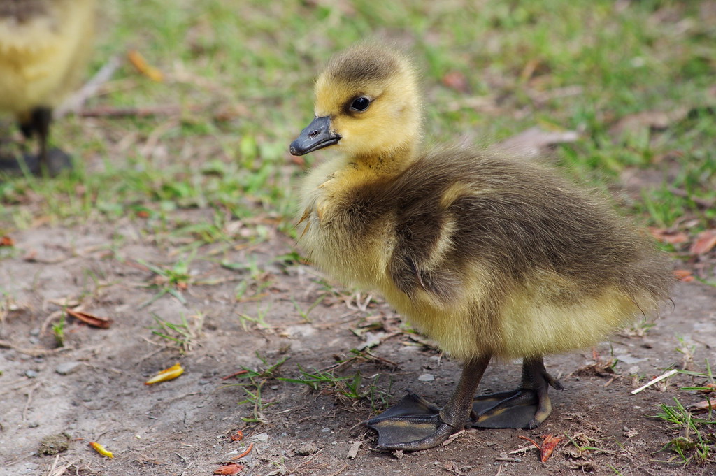 Gosling Observed at Parcnature de l'ÎledelaVisitation,… Flickr