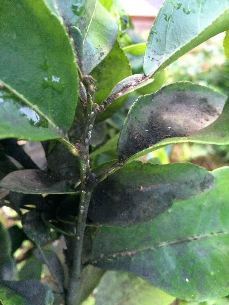 Citrus Scale insects and sooty mold Read www.ctahr.hawai… Flickr