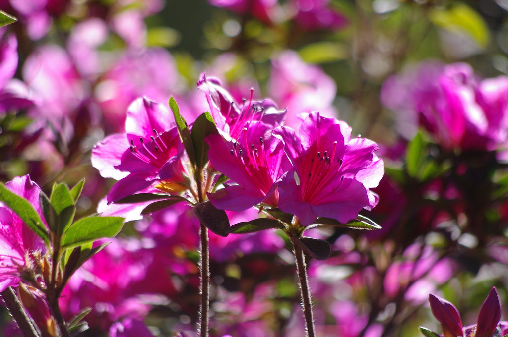 Flower Santa Ana Volcano or Ilamatepec, El Salvador Flickr