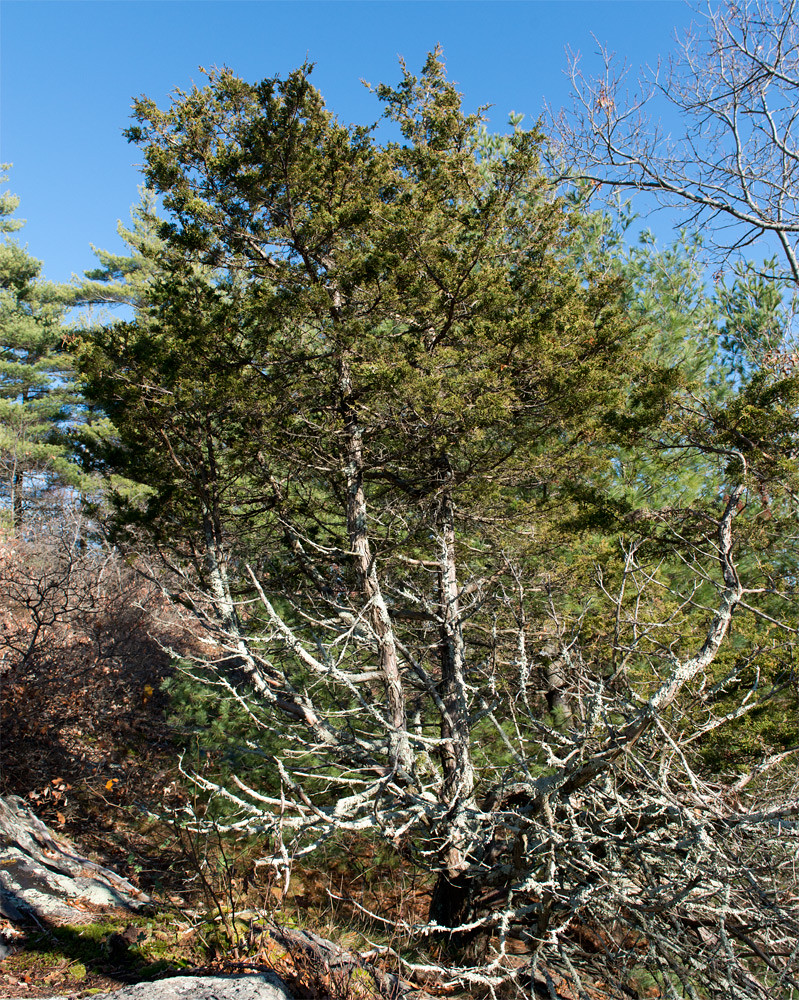 Pitch Pine (Pinus rigida) Pitch Pine (Pinus rigida) Flickr