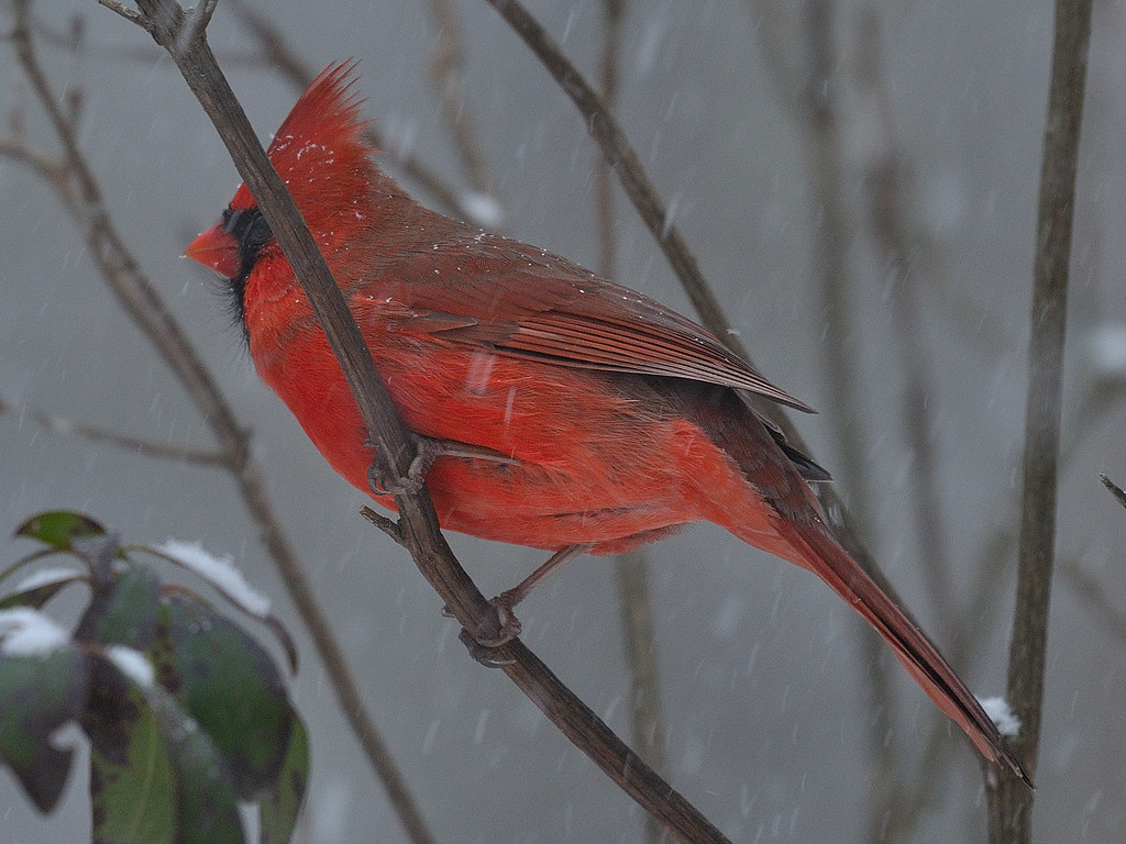 Cardinal........ in the Snow storm.........Our backyar… l