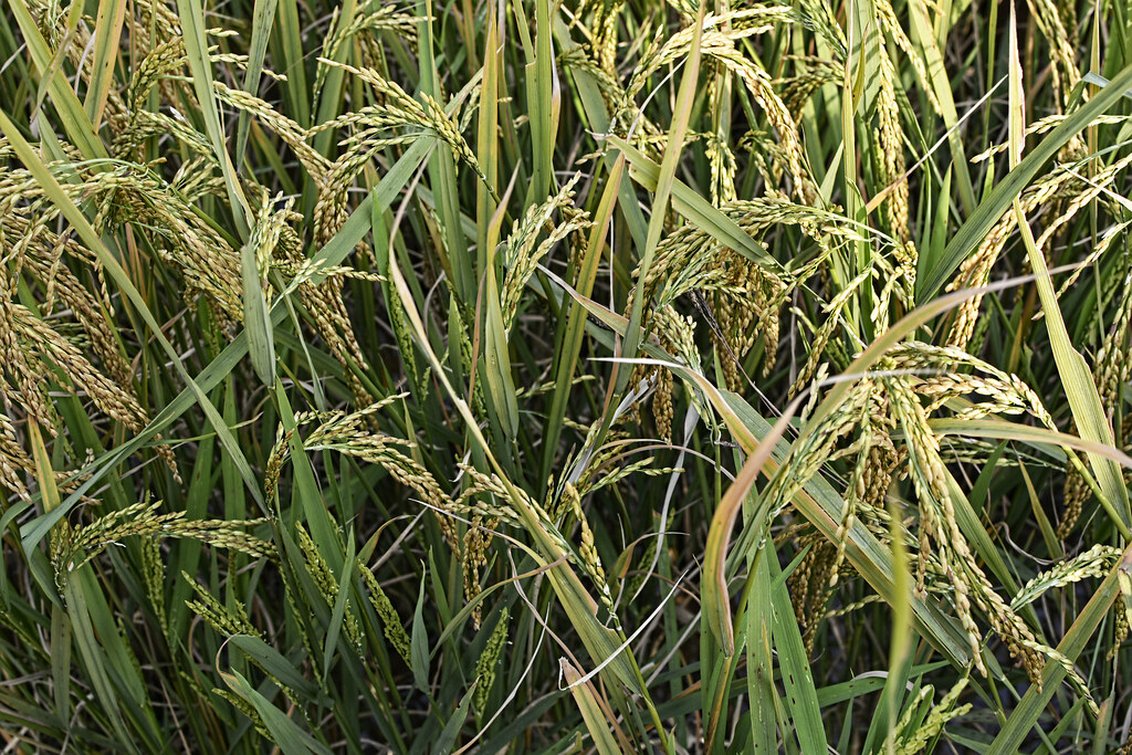 A local rice variety " Jeera Phool" a photo on Flickriver