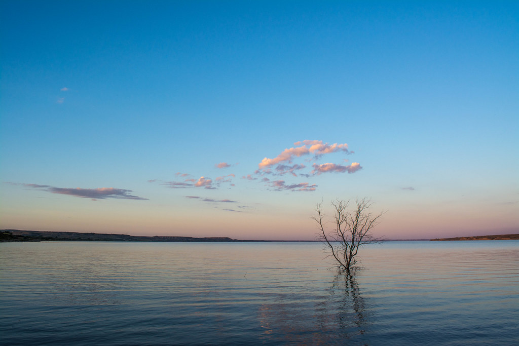 Long Creek Tree High water levels on Lake Sakakawea had th… Flickr