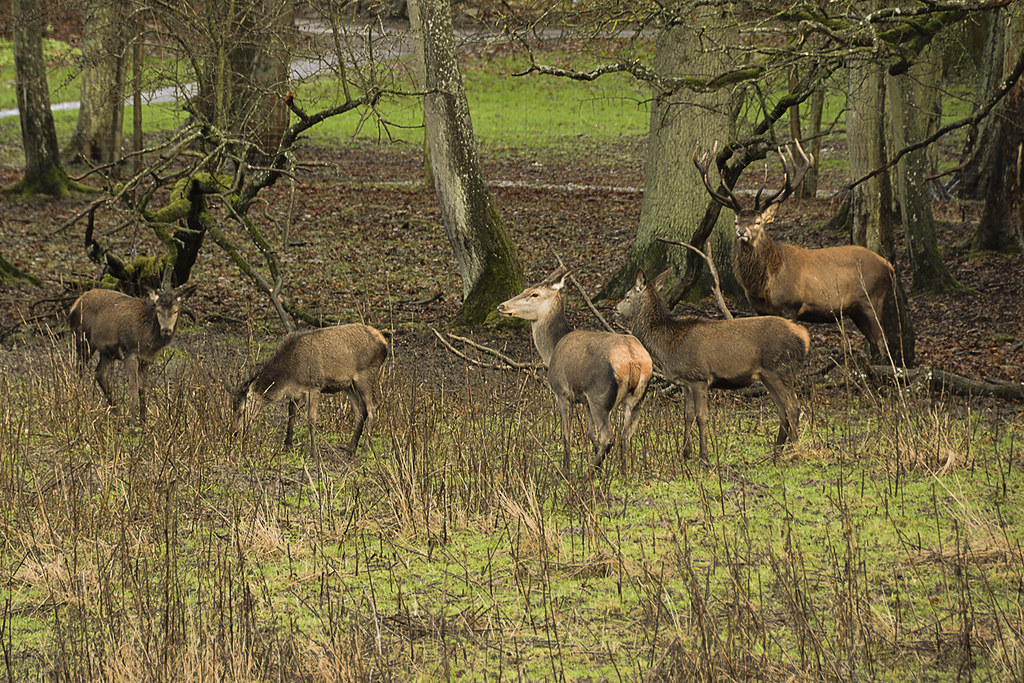 Red deer flock Nikon D7100 Flickr