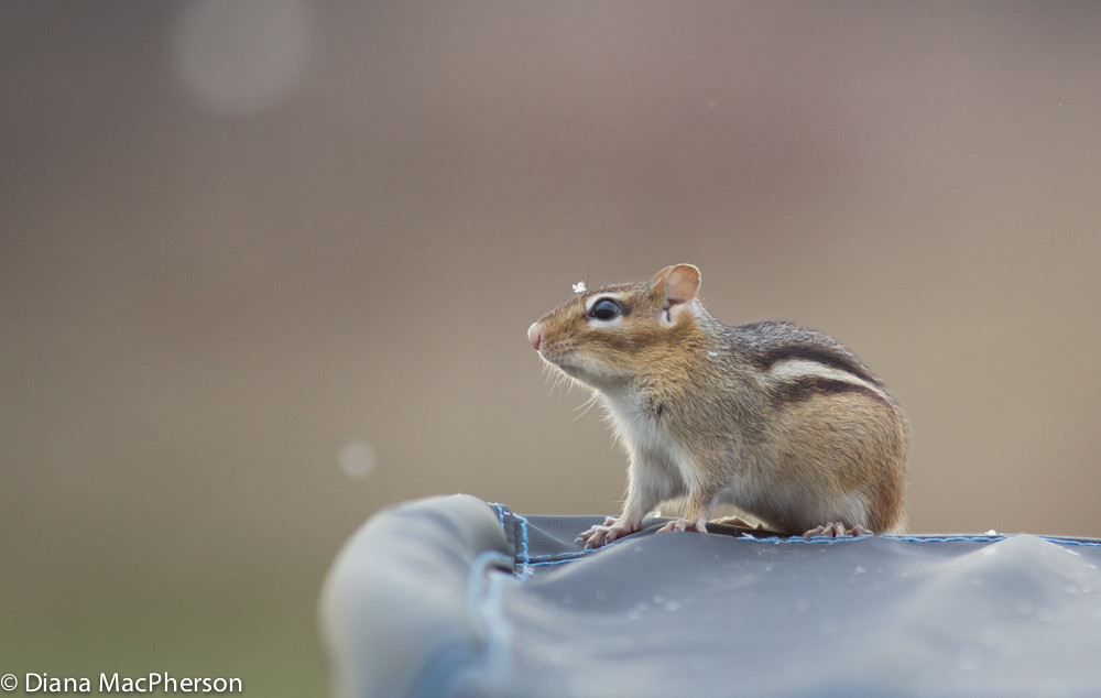 Snow Covering Chipmunk's Nose Diana MacPherson Flickr