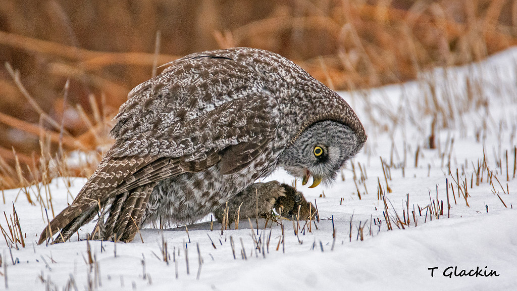 Great Gray Owl Eating a Vole Tim Glackin Flickr