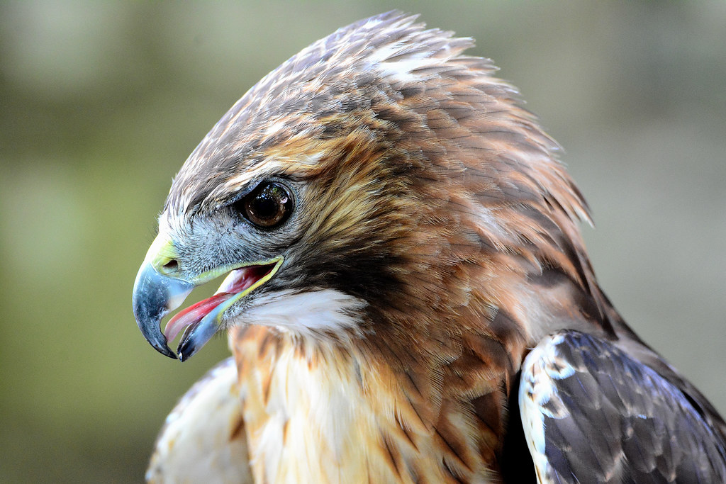 Redtailed Closeup Taken at Zoo America, inside Hersheypar… Sherri