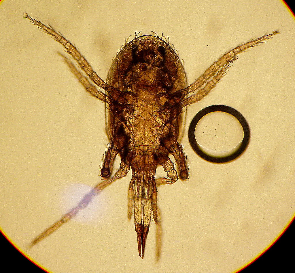 ácaro (mite) I found these mites in one of my Paphs. (P. h… Flickr