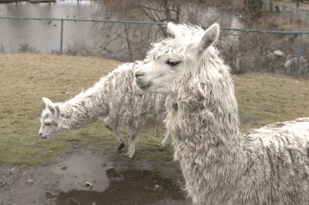 Alpacas Jungle Cat World originally named "Orono Exotic Ca… Flickr