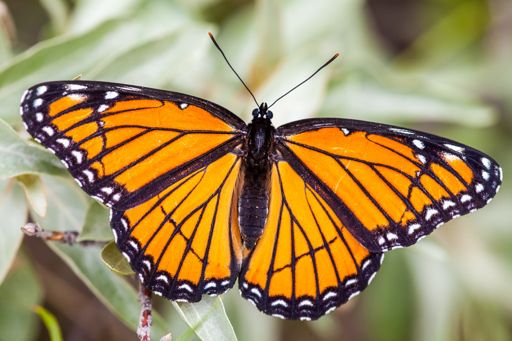 Monarch Butterfly Alberta Parks Flickr