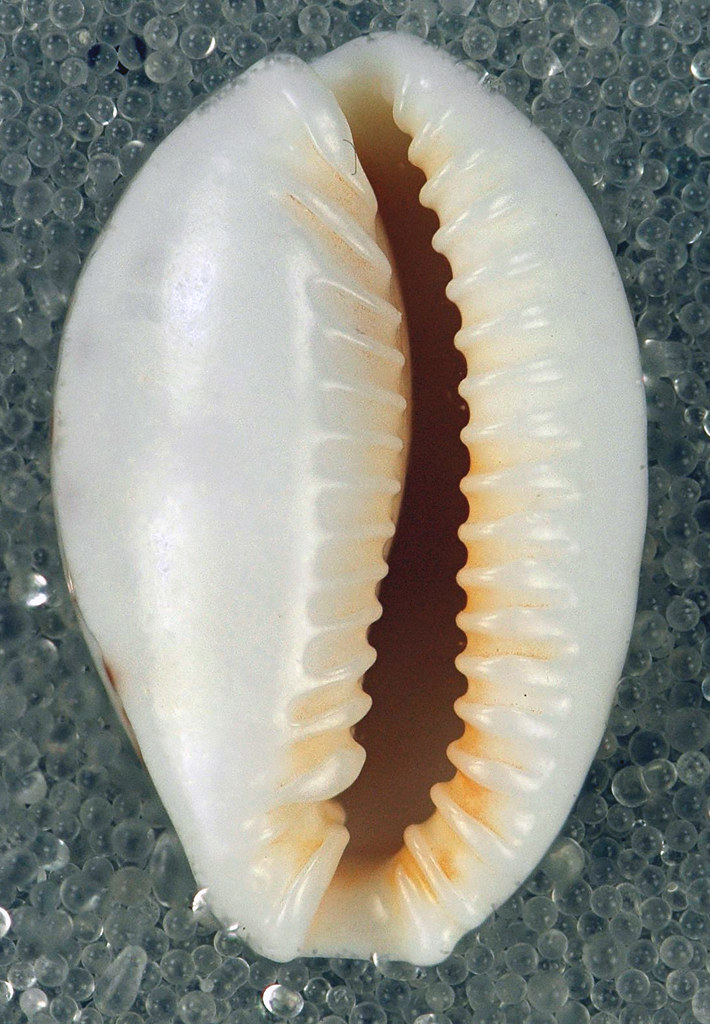 Erosaria acicularis (Atlantic yellow cowrie) (San Salvador… Flickr