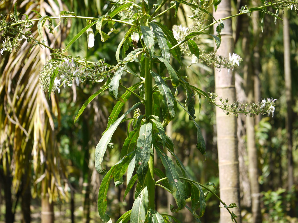 Adavi Pogaku (Telugu అడవి పొగాకు) Campanulaceae (bellflow… Flickr