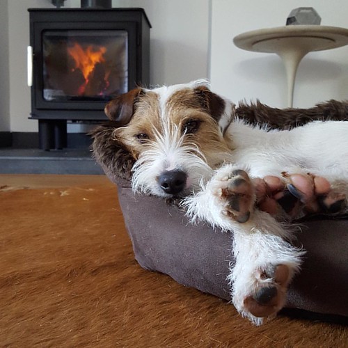 Bespoke dog boarding. Home from home Www.Harrisonsdogs.co… Flickr