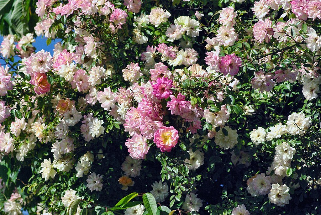 Climbing rose Ian McHenry Flickr