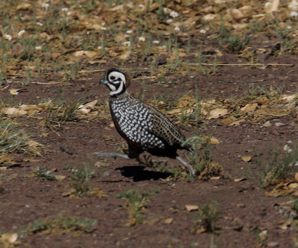 Montezuma Quail, TX S Harvell Flickr