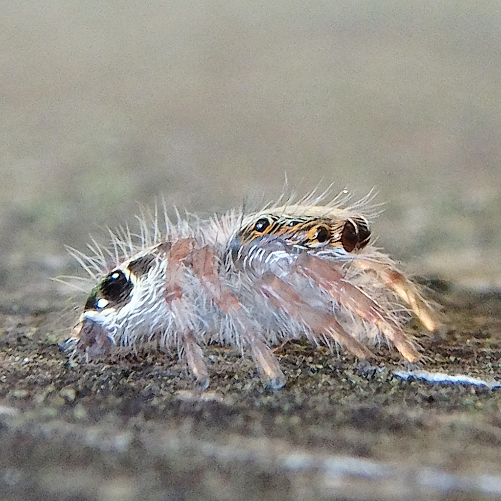 Baby Jumping Spider A cute baby Jumping Spider in Pasir Ri… Flickr