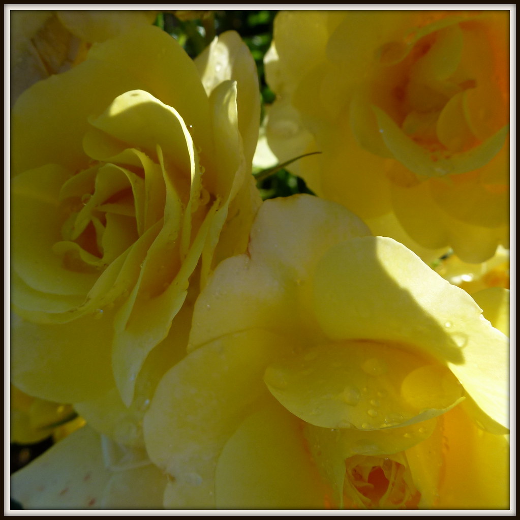 Flowers Hamilton Gardens Glen Carpenter Flickr