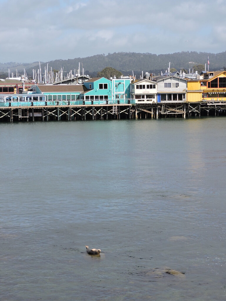 Seal, Fisherman's Wharf Monterey "Quiet and shy, plump har… Flickr