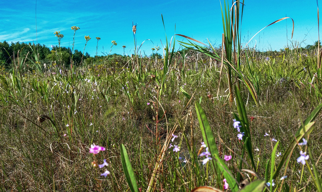 Clover Valley Fen State Natural Area Walworth Co., WI Aaron Carlson