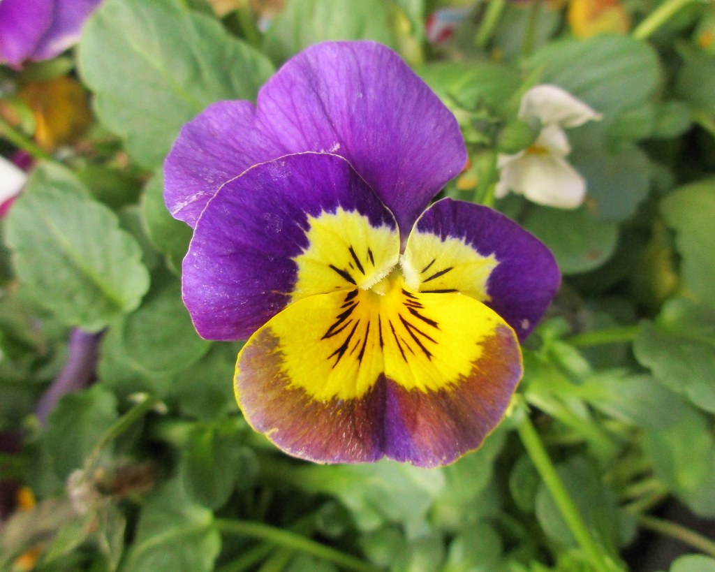 Viola (343/366) Pretty Winter flowering Viola plants for s… Flickr