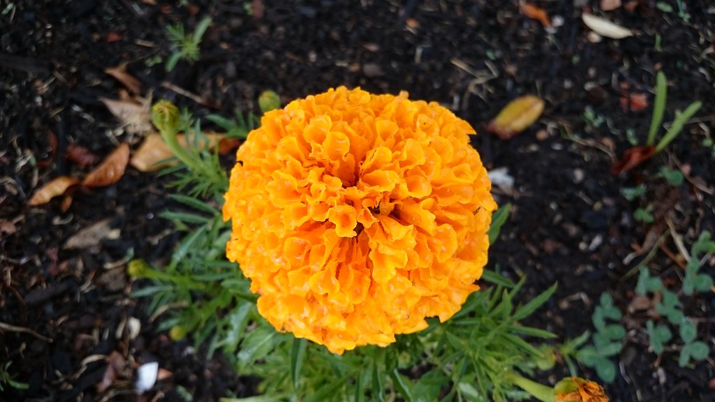 Orange Marigold ball, Tagetes. Marigolds are hardy, annual… Flickr